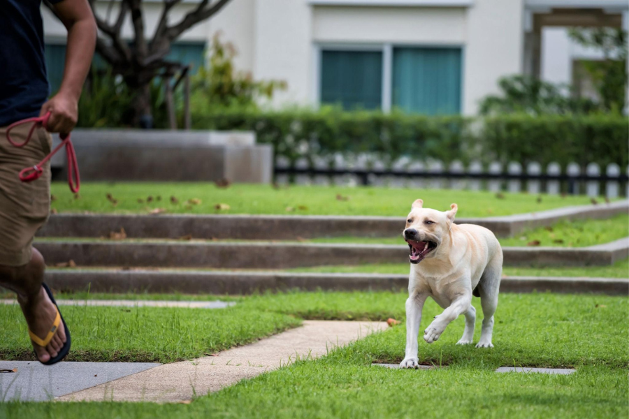 pertolongan pertama digigit anjing